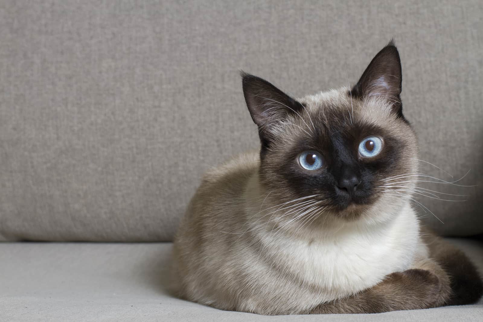 siamese cat resting on a gray couch