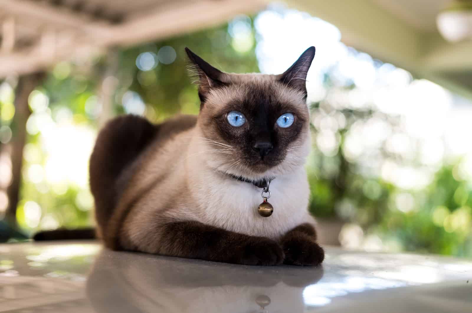 siamese cat with blue eyes and a bell collar resting outside