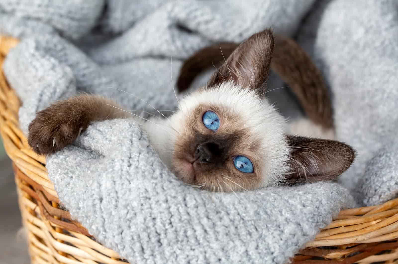 siamese kitten with blue eyes lying in a basket