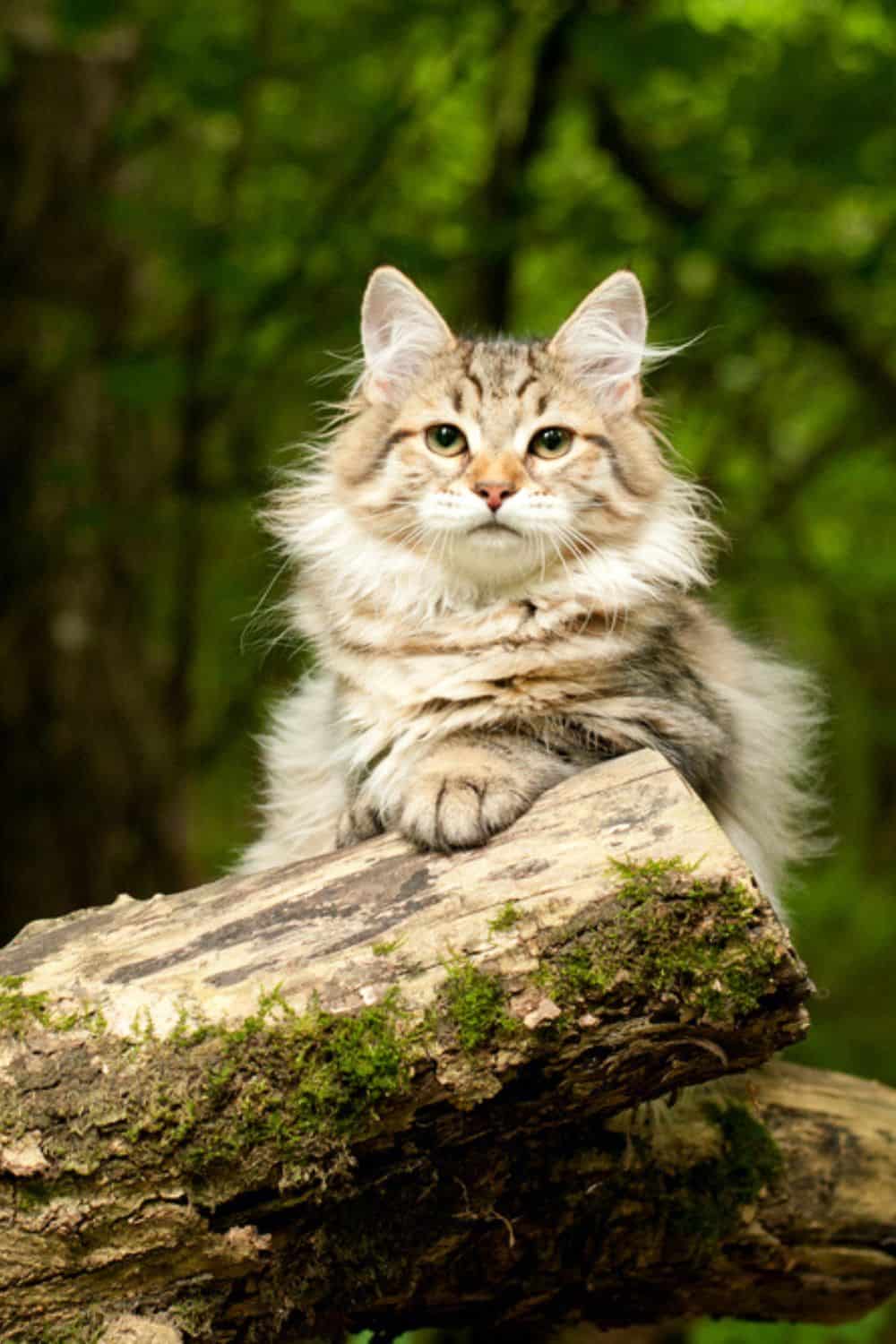 siberian cat in wood