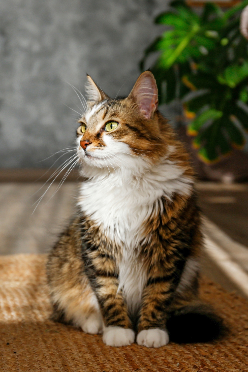 siberian cat sitting