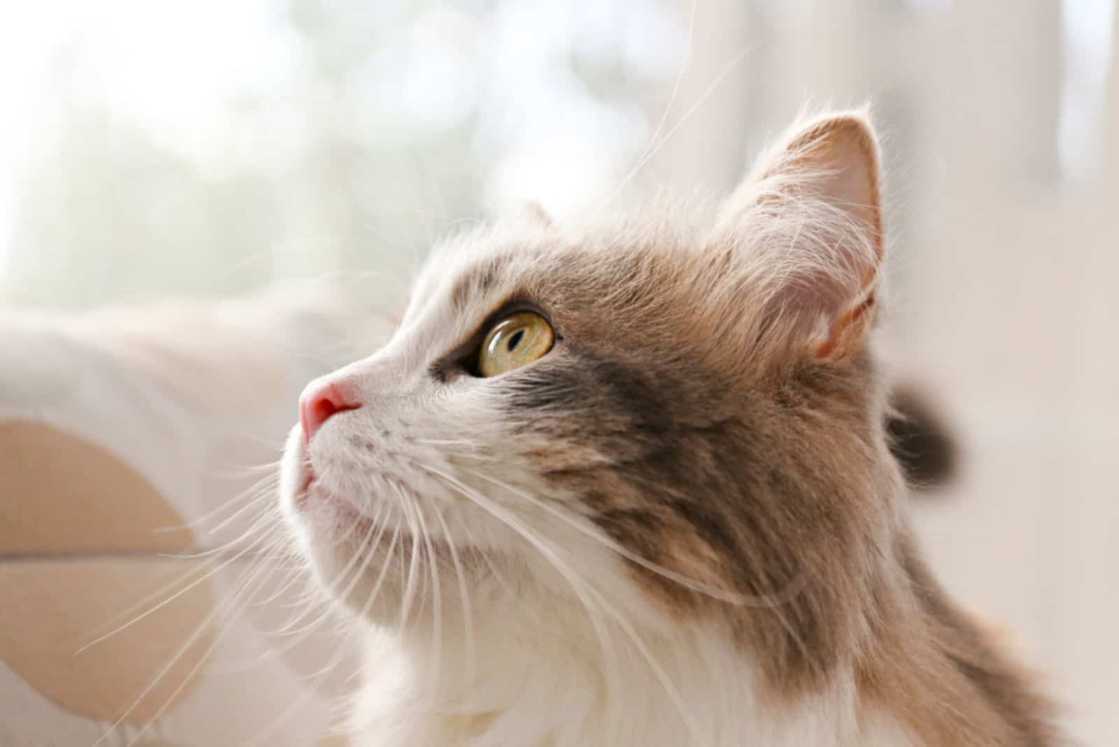 siberian cat with green eyes by the window