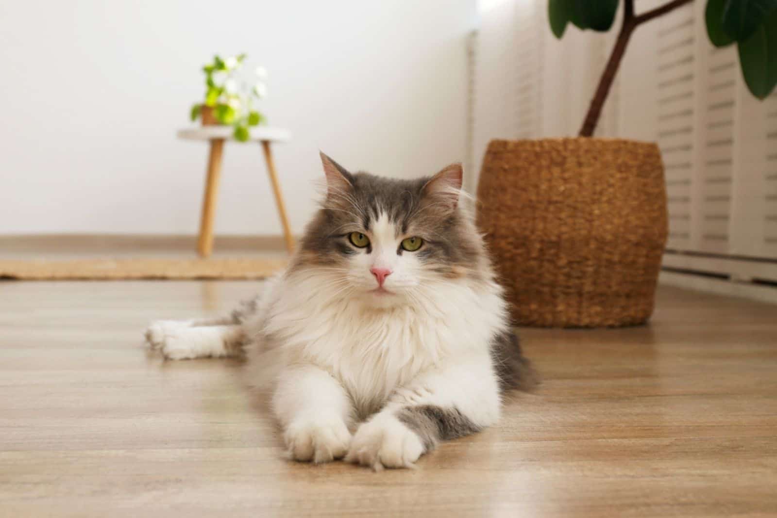 siberian cat with green eyes lying on the floor at home