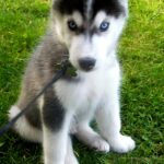 siberian-husky-puppies_4