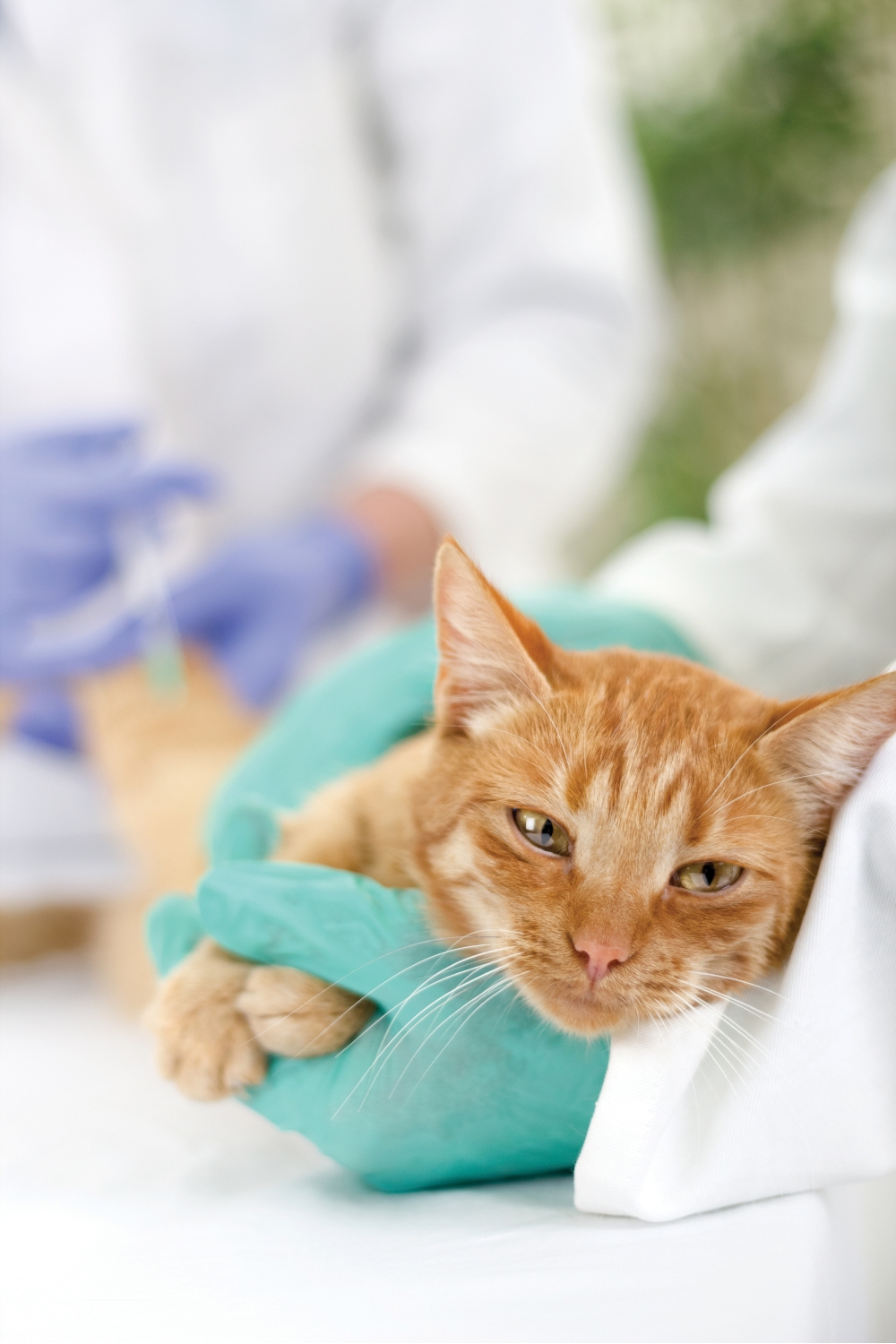 sick cat at vet clinic