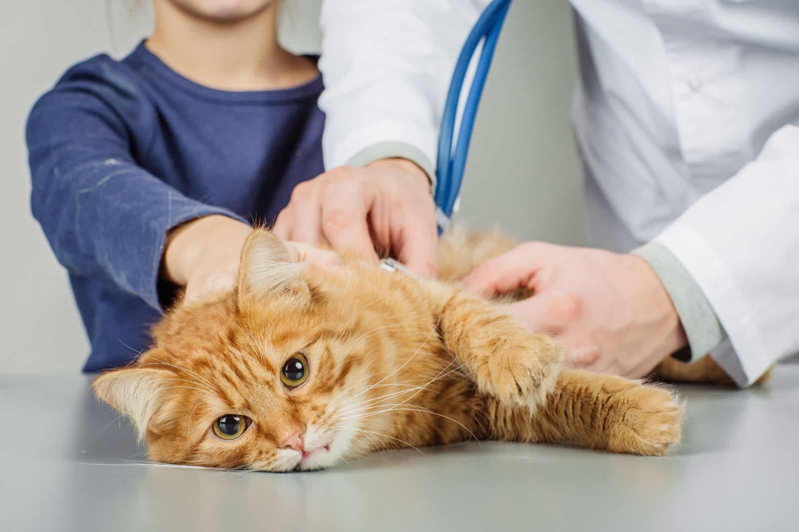 sick orange cat at the vet