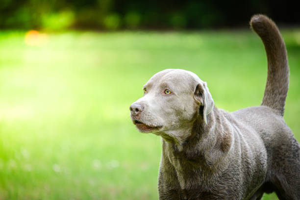 silver labrador