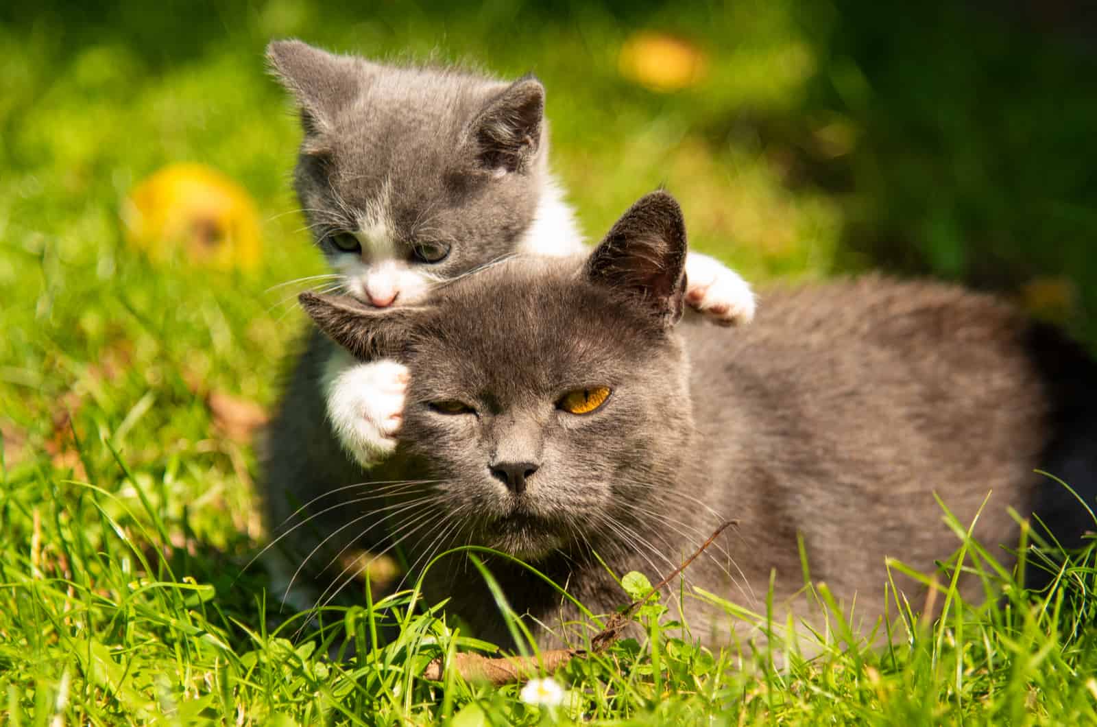 small kitten playing with a grumpy male cat