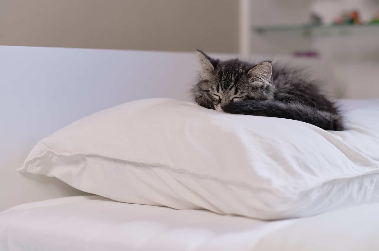 small kitten sleeping on a pillow