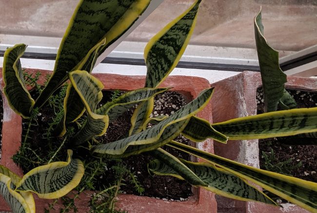 snake plant brown tips sansevieria trifasciata