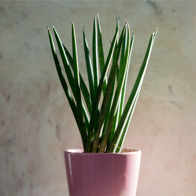 snake plant brown tips sansevieria trifasciata