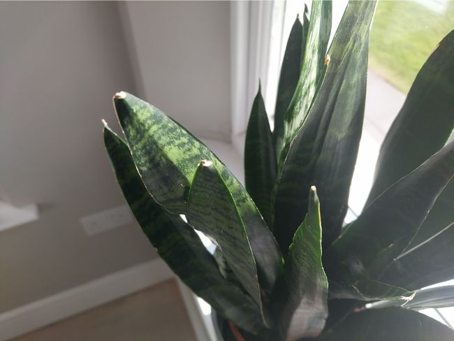 snake plant brown tips