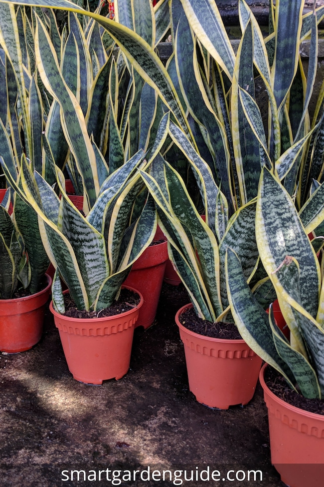 snake plant care sansevieria trifasciata