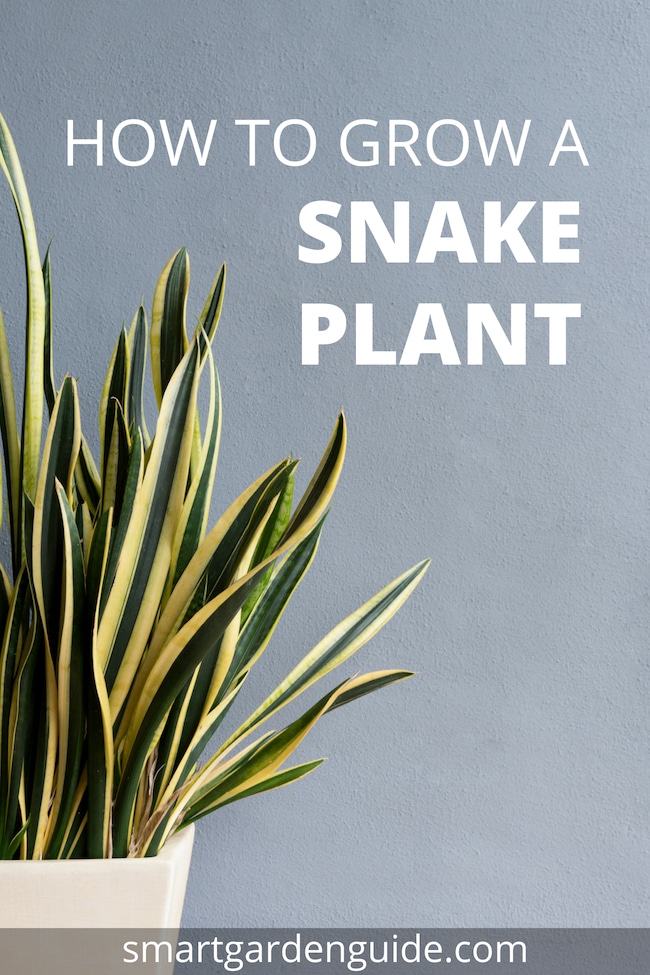 snake plant care sansevieria trifasciata