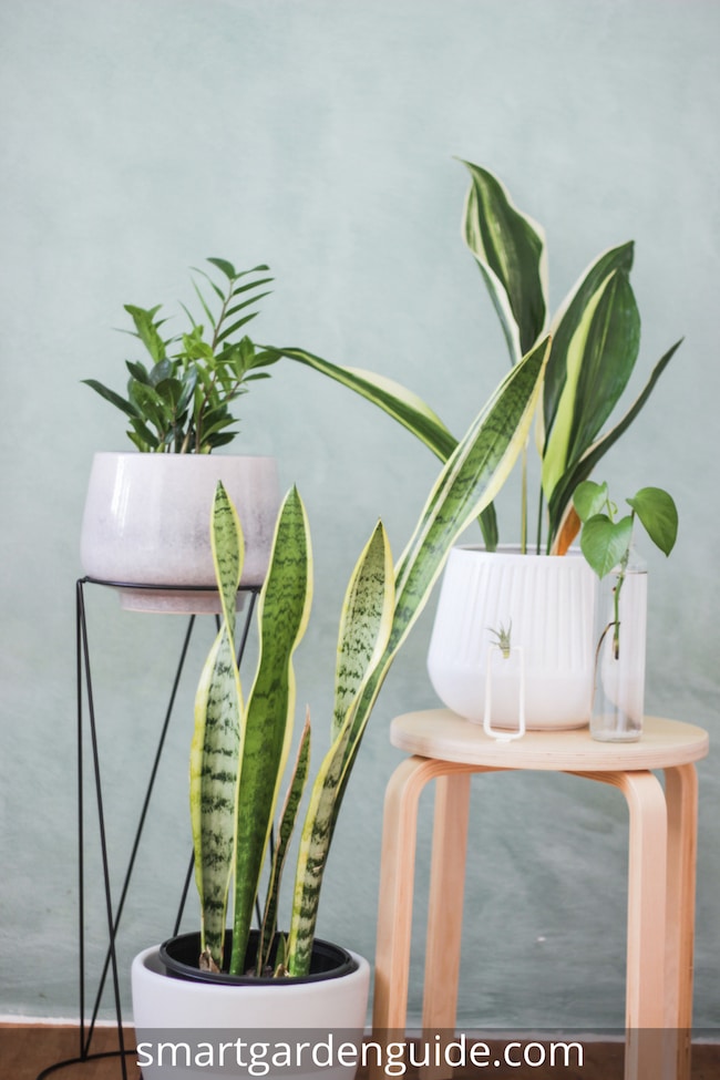 snake plant care sansevieria trifasciata