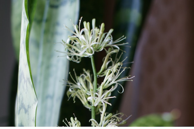 snake plant care sansevieria trifasciata flower