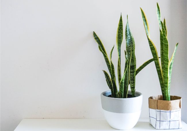 snake plant drooping