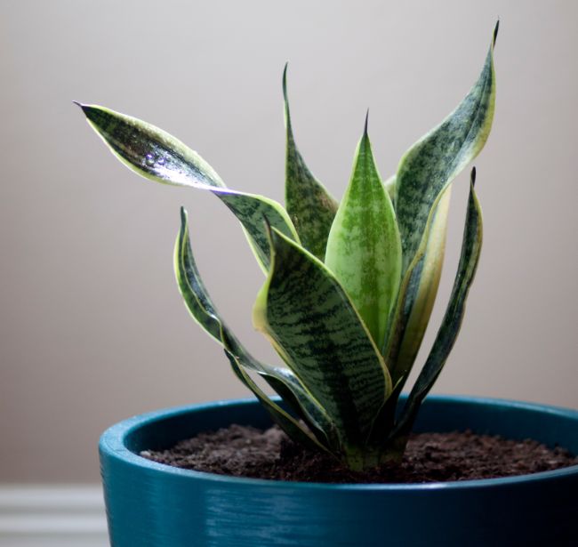 snake plant easy houseplants to propagate