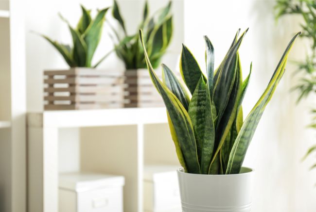 snake plant sansevieria trifasciata