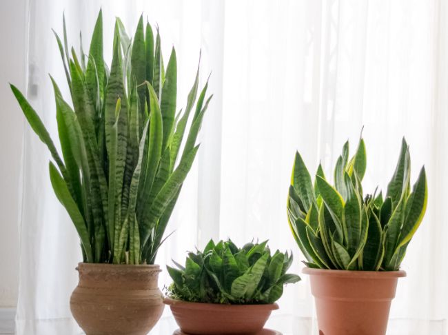 snake plant leaves curling sansevieria trifasciata