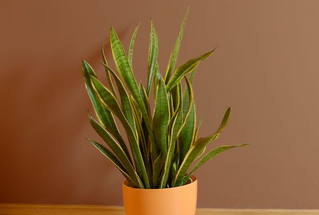 snake plant leaves curling sansevieria trifasciata