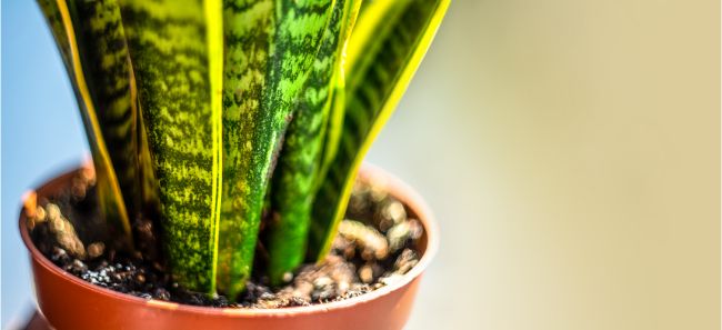 snake plant in pot sansevieria