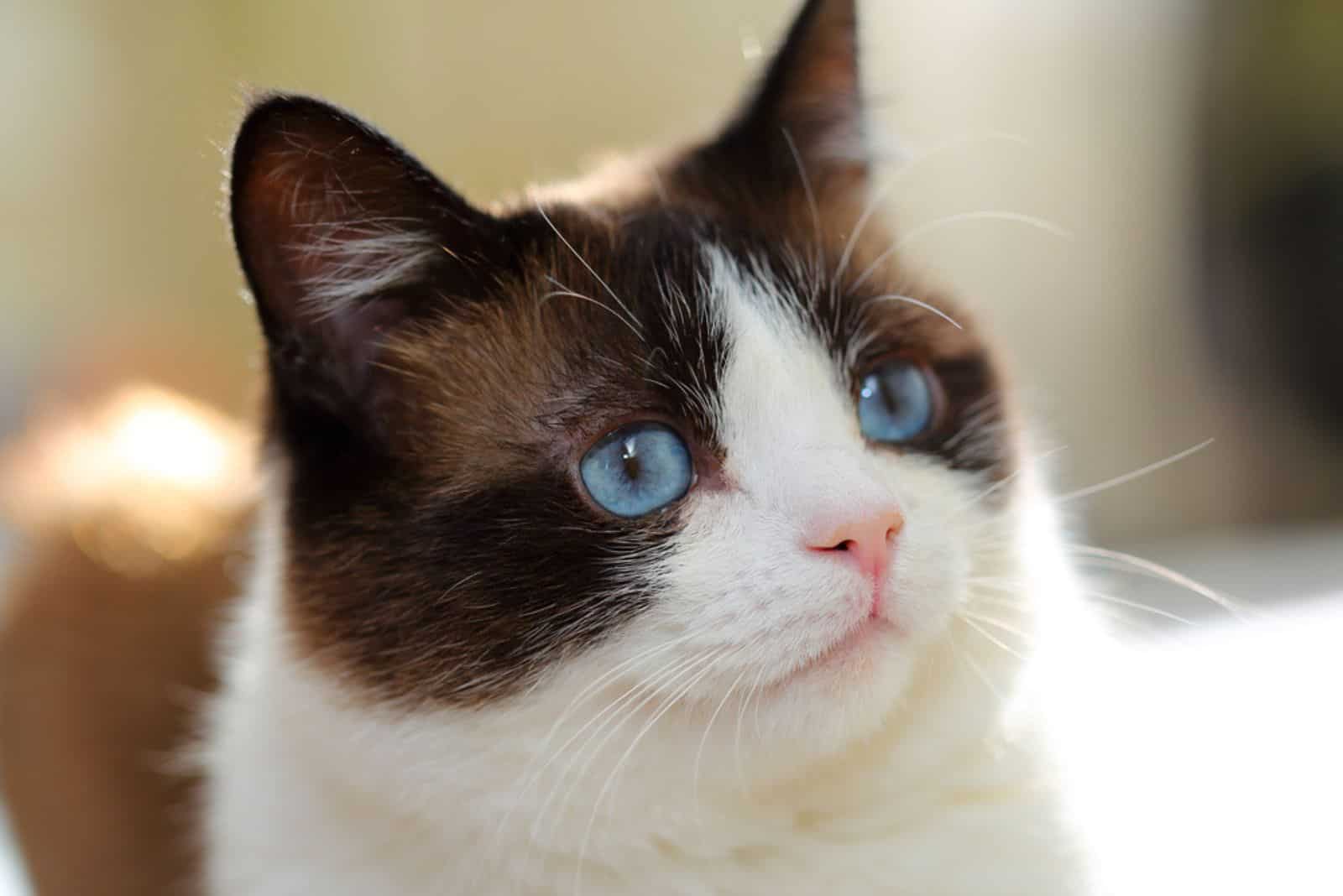 snowshoe cat portrait at home