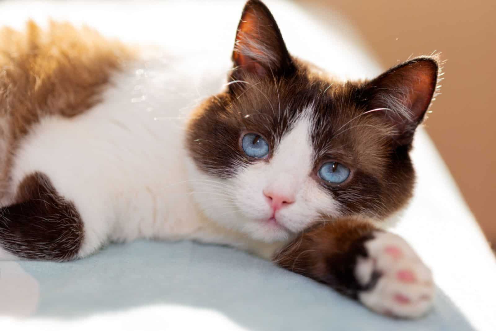 snowshoe cat relaxing in a sunlight