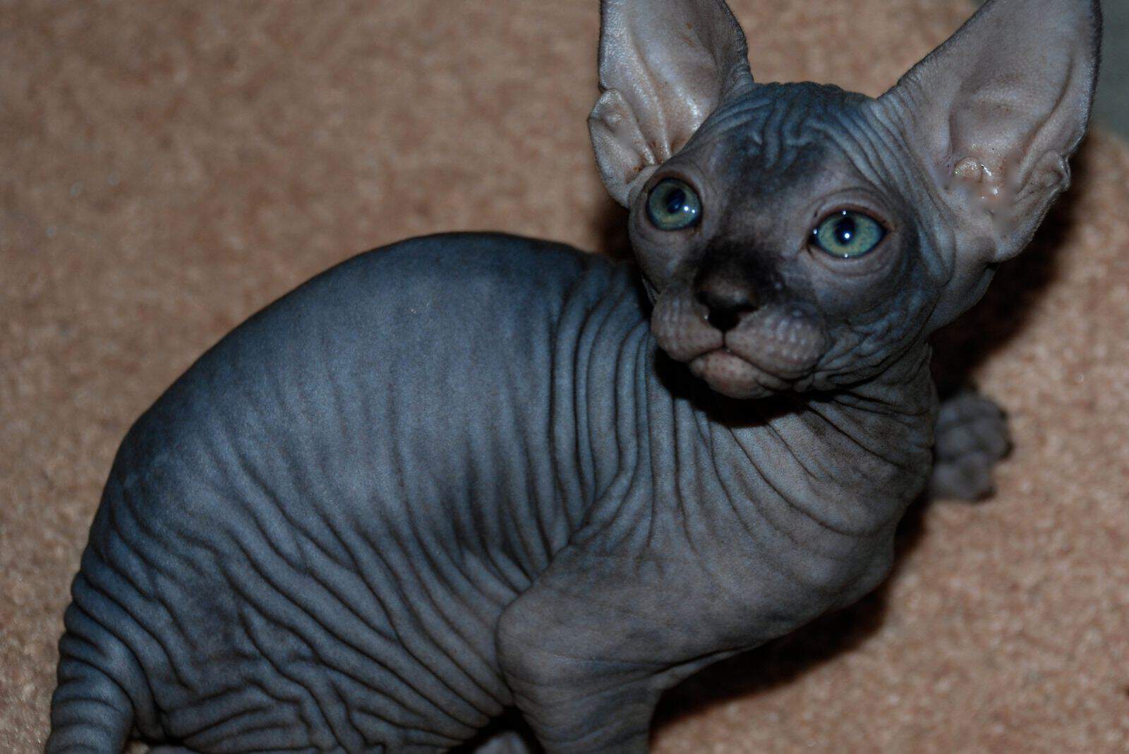 sphynx black cat with green eyes