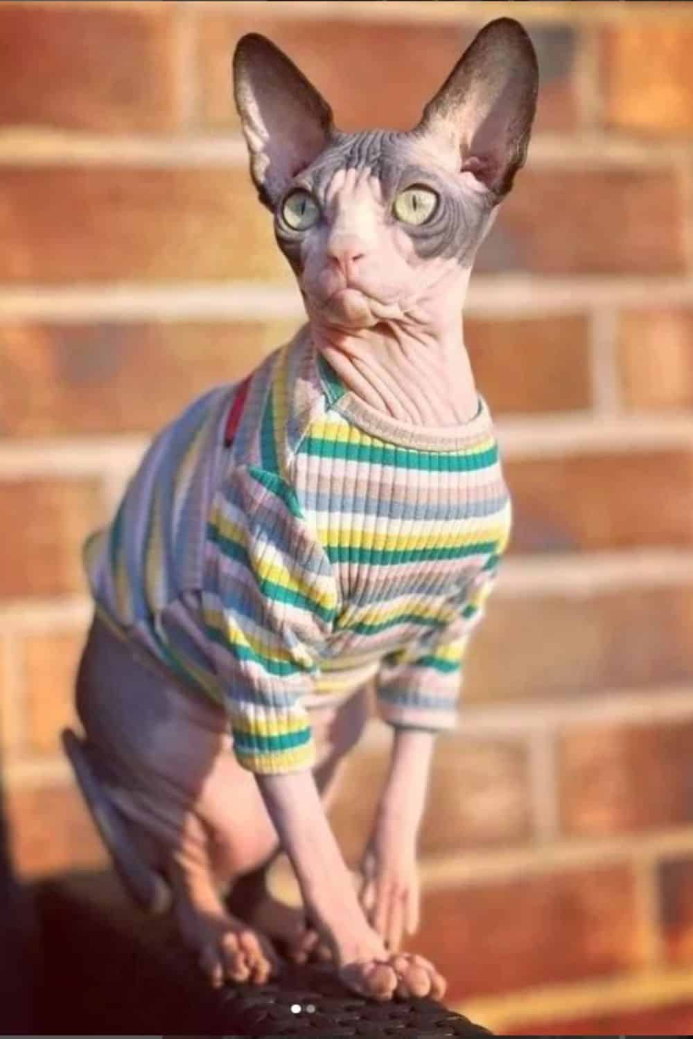 sphynx cat with large ears