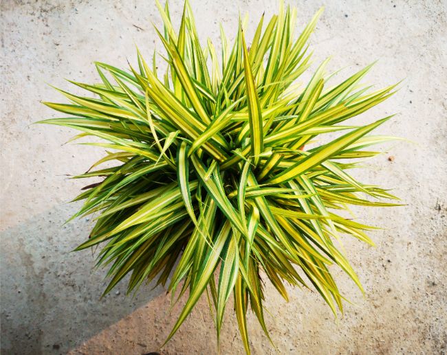 spider plant