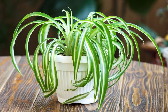 spider plant best houseplants for beginners