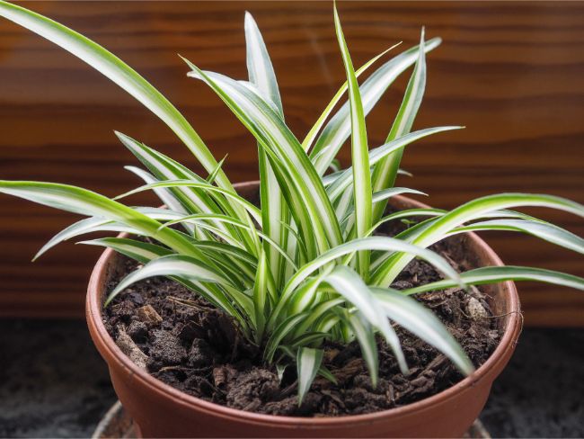 spider plant chlorophytum comosum