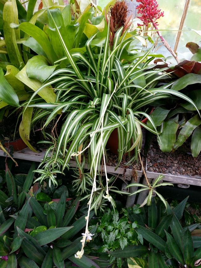 spider plant babies and flowers chlorophytum comosum