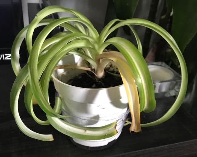 yellow leaves on spider plant chlorophytum comosum