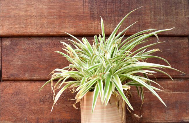 spider plant yellow leaves chlorophytum comosum