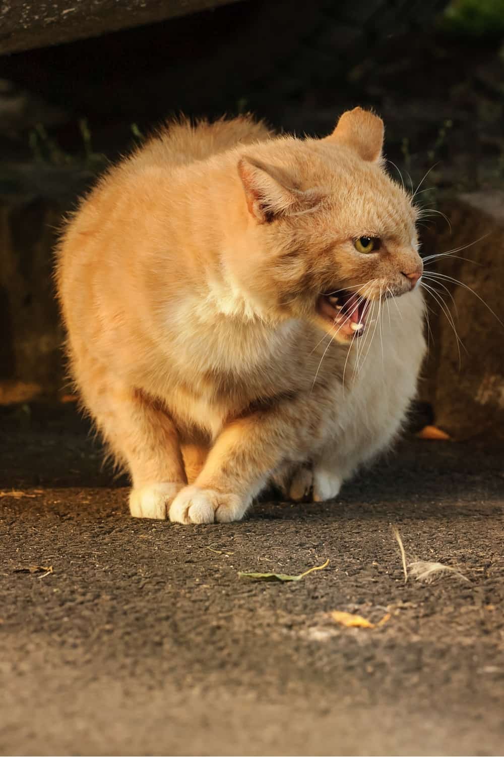 street cat hissing