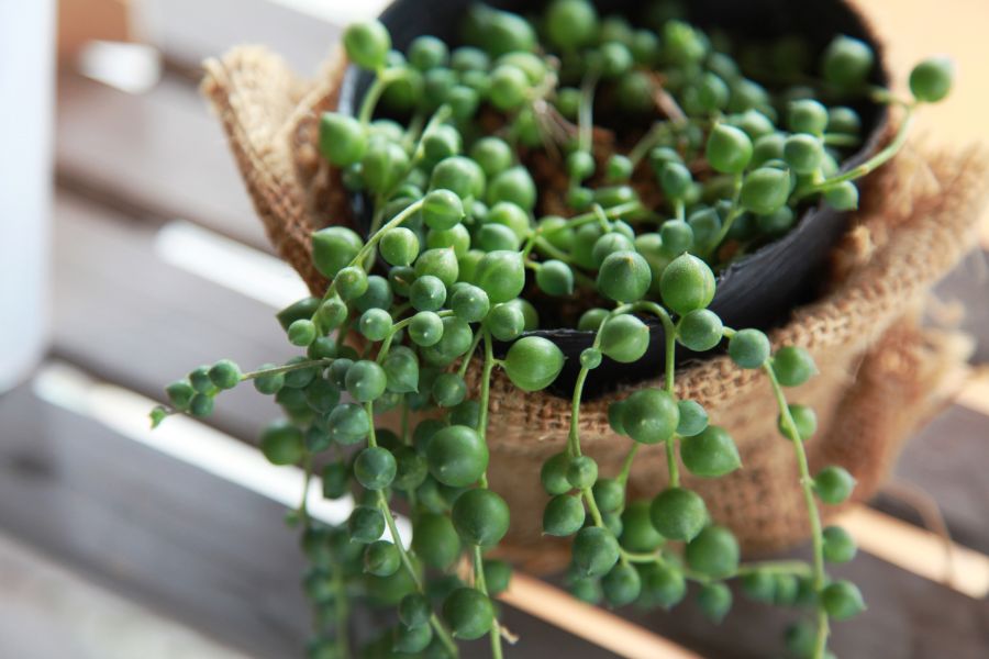 string of pearls plant dying