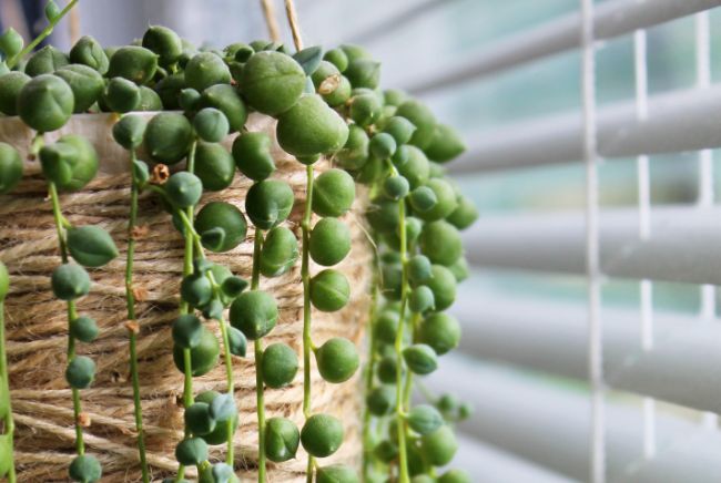 string of pearls plant dying