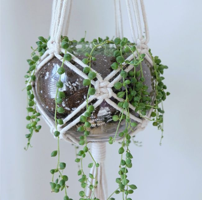 string of pearls plant dying