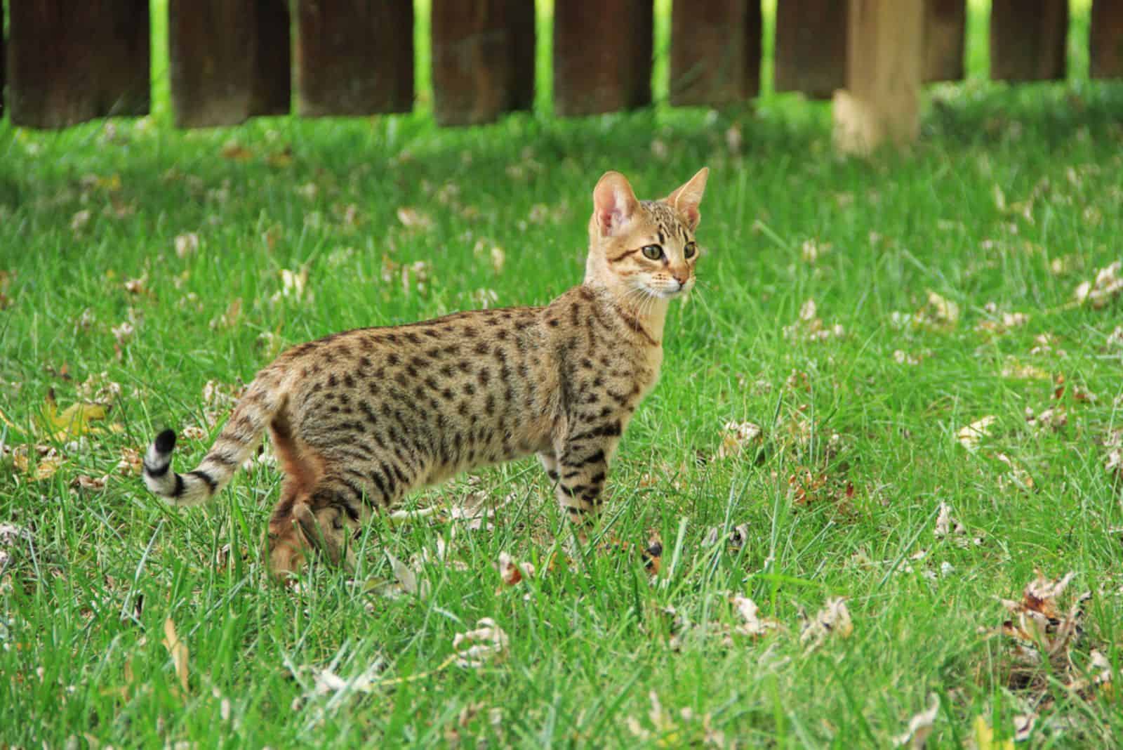  striped gold colored Serval Savannah kitten