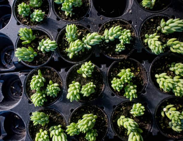 succulent in the pot called Burro's Tail