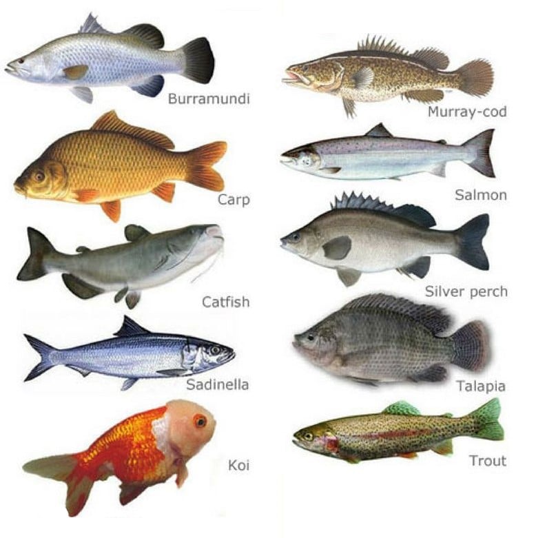 suitable fish for aquaponics