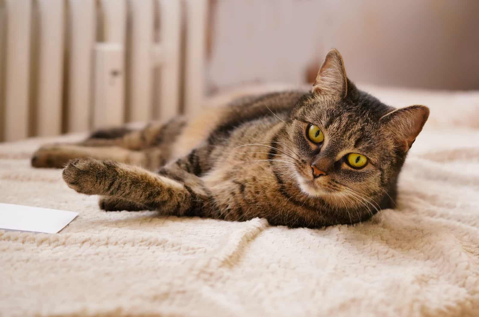 tabby cat lying on the bed