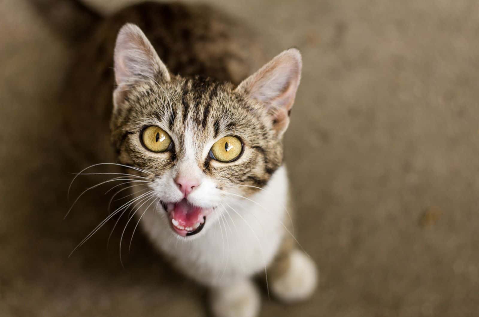 tabby cat meowing