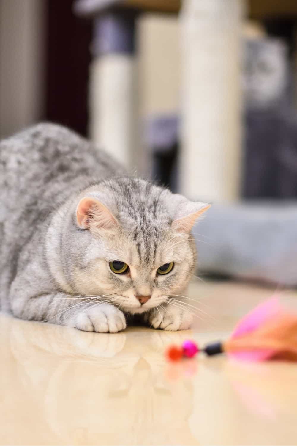 tabby cat playing