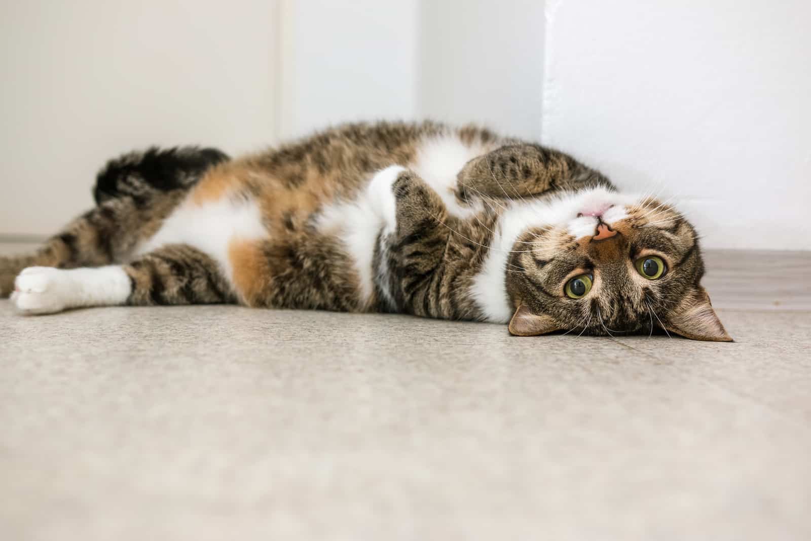 tabby cat rolling