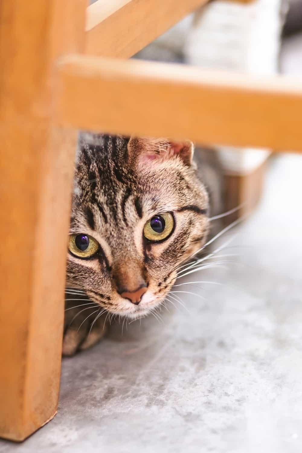 tabby cat under a chair