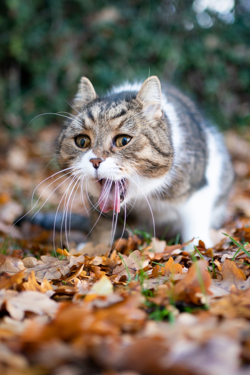 tabby cat vomiting