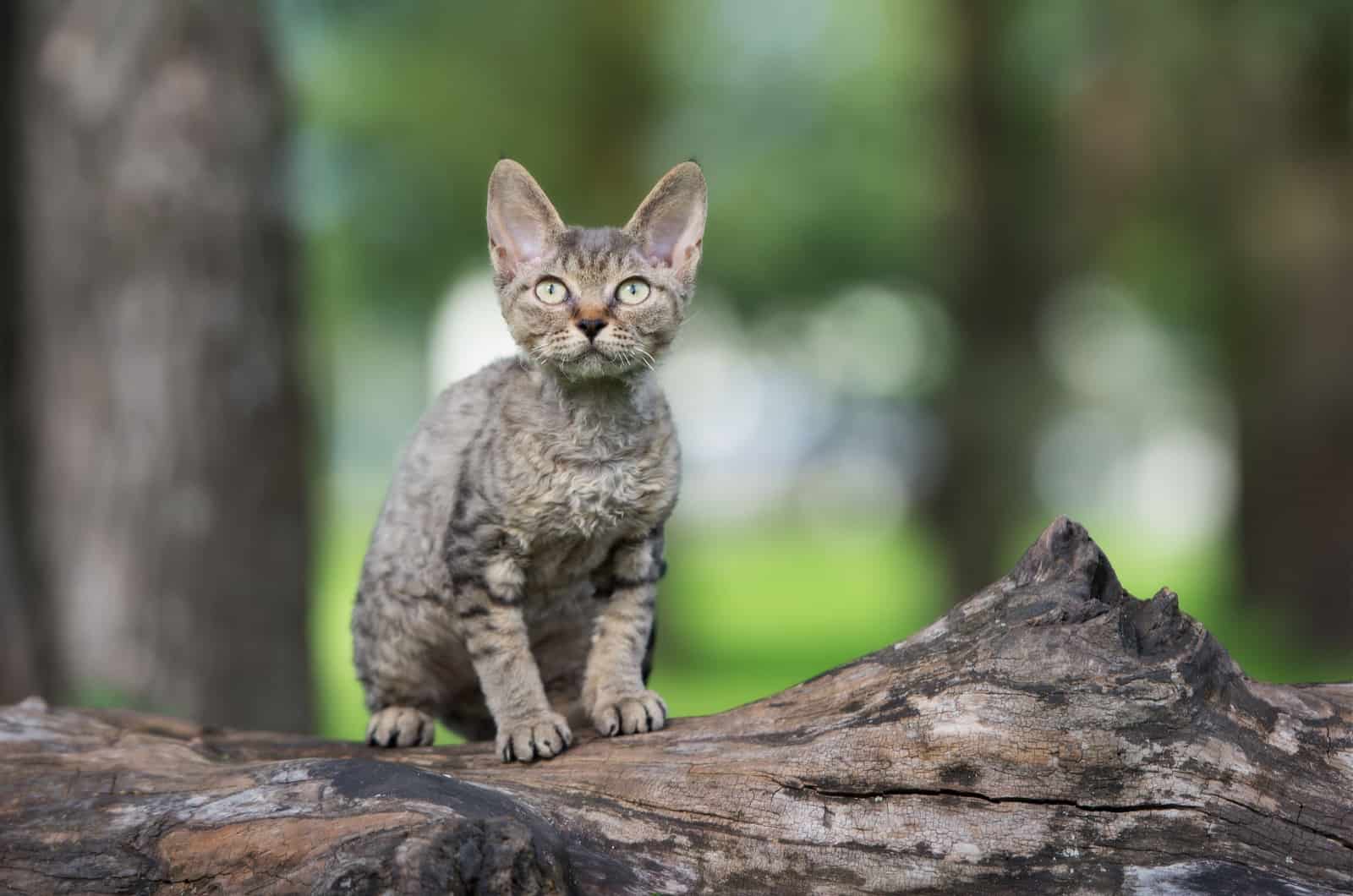 tabby devon rex